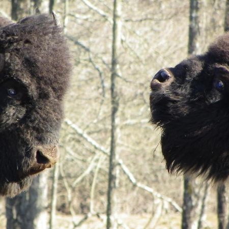 Parc Animalier Du Herisson Villa Doucier Dış mekan fotoğraf
