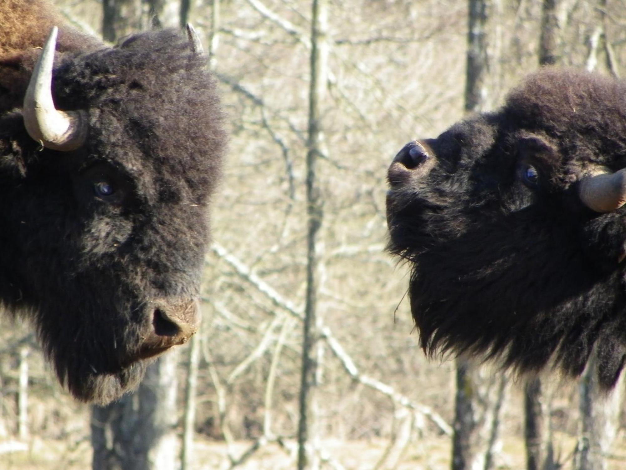 Parc Animalier Du Herisson Villa Doucier Dış mekan fotoğraf