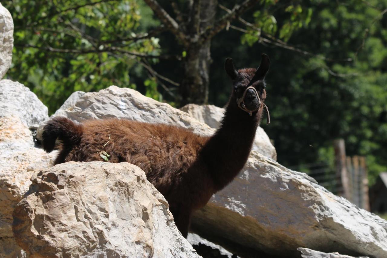 Parc Animalier Du Herisson Villa Doucier Dış mekan fotoğraf