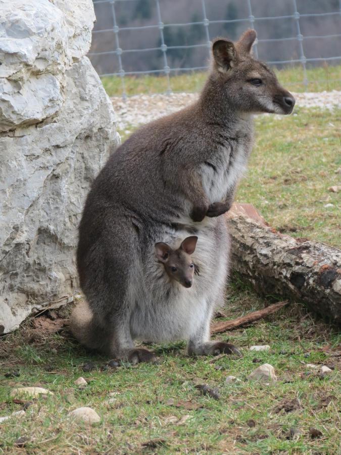 Parc Animalier Du Herisson Villa Doucier Dış mekan fotoğraf
