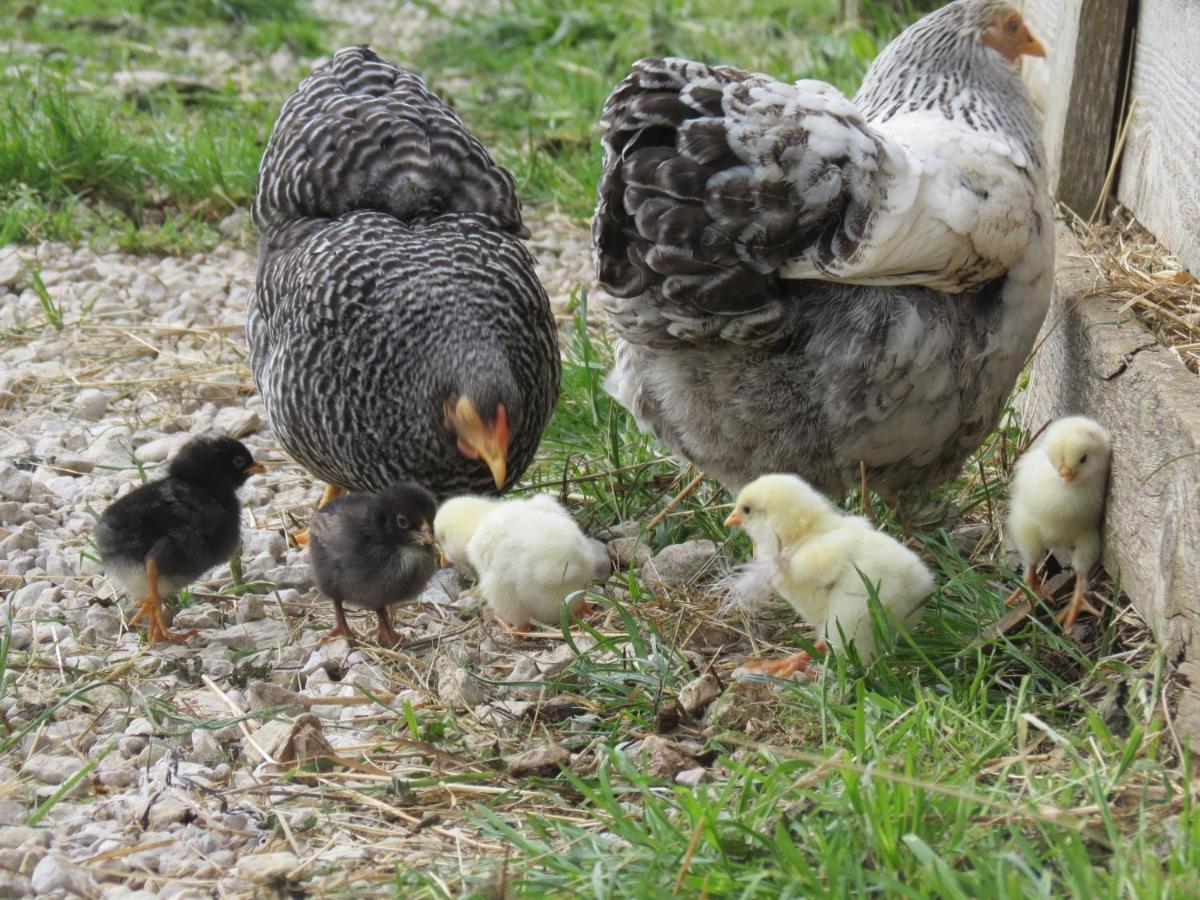Parc Animalier Du Herisson Villa Doucier Dış mekan fotoğraf